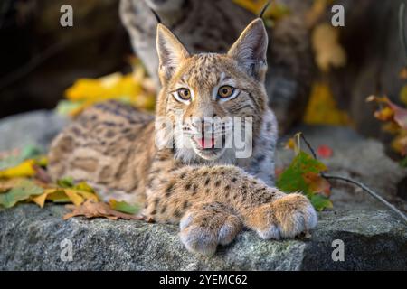 Photographier d'adorables lynx eurasiens. Banque D'Images