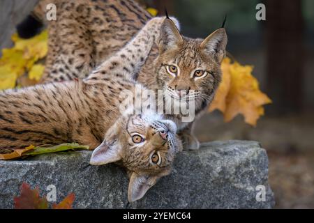 Photographier d'adorables lynx eurasiens. Banque D'Images