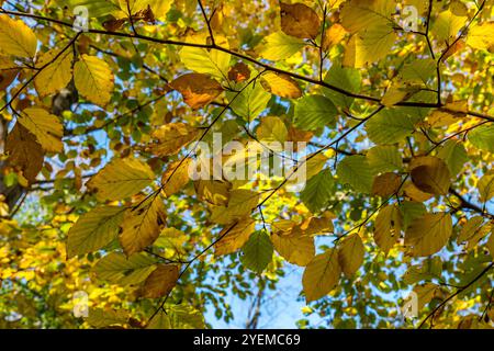 Feuilles de hêtre d'automne (Sapindacoae) par une journée ensoleillée, Écosse, Royaume-Uni Banque D'Images