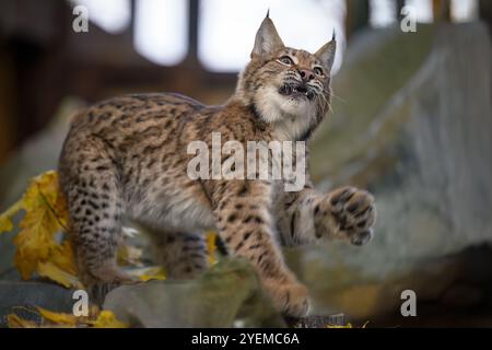 Photographier d'adorables lynx eurasiens. Banque D'Images