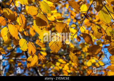 Feuilles de hêtre d'automne (Sapindacoae) par une journée ensoleillée, Écosse, Royaume-Uni Banque D'Images