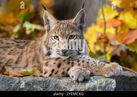 Photographier d'adorables lynx eurasiens. Banque D'Images