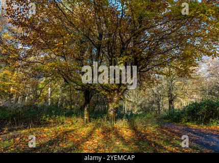 Hêtres d'automne (Sapindacoae) à Roslin Glen, Midlothian, Écosse, Royaume-Uni Banque D'Images