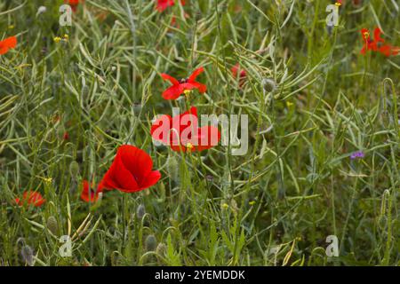 Un champ de coquelicots écarlate remplit le paysage, chaque fleur étant lumineuse et vivante. Les fleurs délicates balancent dans la brise, créant un s vibrant et harmonieux Banque D'Images