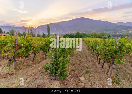 Vue lever du soleil sur les vignobles et les montagnes, près de Demir Kapija, Macédoine du Nord Banque D'Images