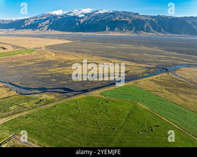 Pâturage des moutons, vue sur les prairies jusqu'au glacier Eyjafjallajökull, vallée de Fljotsdalur, Islande Banque D'Images