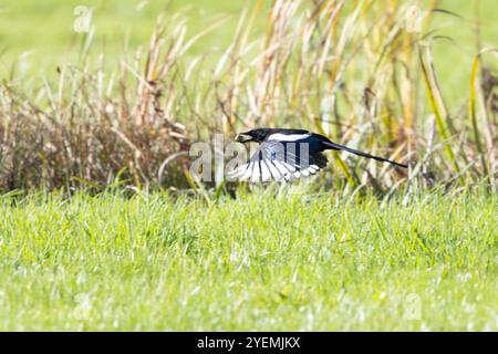 Magpie volante basse, Pica pica, au-dessus de prairie avec de l'herbe et des roseaux avec de grands glands en bec Banque D'Images