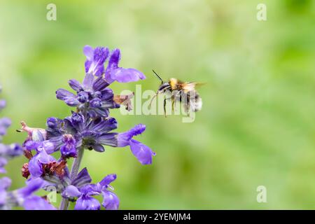 Gros plan de sauge Salvia bleu brumeux, salvia avec bourdon approchant, Bombus terrestris, avec une longue langue allongée clairement visible contre flou Banque D'Images