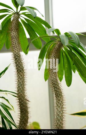 Pachypodium lamerei, palmier madagaskar. Deux plantes succulentes frappantes avec des tiges hautes et épineuses et de larges feuilles vertes prospèrent dans une serre bien éclairée, mettant en valeur leurs motifs de croissance et textures inhabituels Banque D'Images