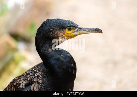 Portrait de grand cormoran noir adulte, Phalacrocorax carbo, shag noir, kawau Banque D'Images