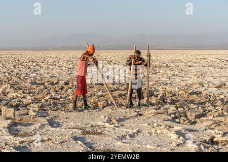 Les travailleurs du sel cassent avec des crossbars en bois les blocs de sel de la croûte de sel du lac Assale, près de Hamadela, Danakil Dépression, région d'Afar, Ethiopie Banque D'Images