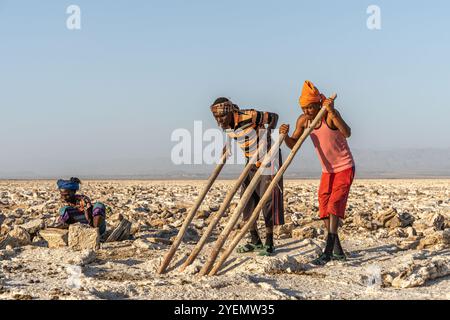 Les travailleurs du sel cassent avec des crossbars en bois les blocs de sel de la croûte de sel du lac Assale, près de Hamadela, Danakil Dépression, région d'Afar, Ethiopie Banque D'Images