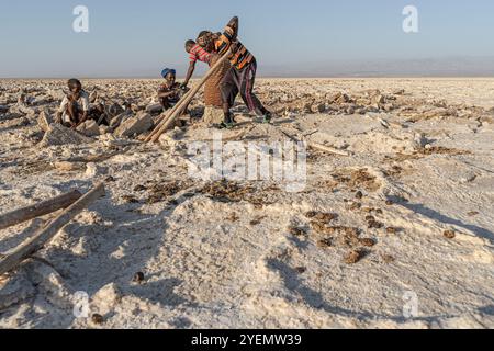 Les travailleurs du sel cassent avec des crossbars en bois les blocs de sel de la croûte de sel du lac Assale, près de Hamadela, Danakil Dépression, région d'Afar, Ethiopie Banque D'Images