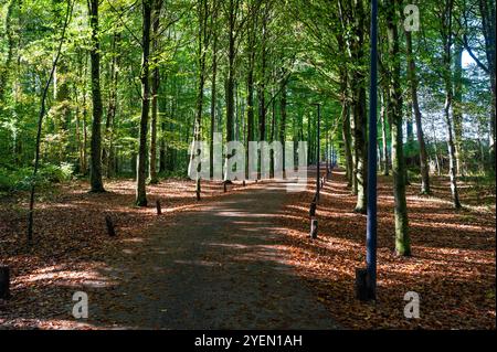 Sentier coloré à travers les bois d'automne à Gaasbeek, Lennik, Belgique Banque D'Images