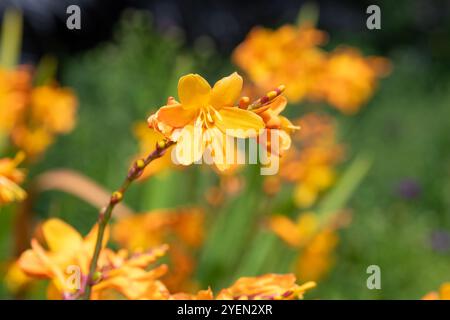 Gros plan des fleurs de Columbus montbretia (crocosmia x crocosmiiflora) en fleurs Banque D'Images