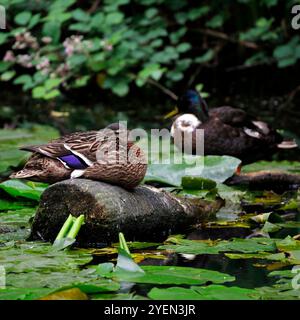 Canard colvert sauvage et drake (anas platyrhynchos) au repos. Pays de Galles du Sud. Prise en juillet 2024 Banque D'Images