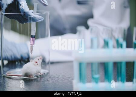 Chercheur ganté tenant la seringue et injectant la solution dans une souris blanche pour l'expérimentation scientifique sur banc de laboratoire avec des tubes à essai et des récipients en verre Banque D'Images