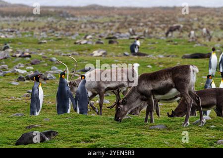 Manchot royal (Aptenodytes patagonicus) avec rennes introduits à la colonie de reproduction et de nidification à la baie Andrews en Géorgie du Sud, Océan Austral. MO Banque D'Images