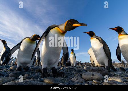 Colonie de reproduction et de nidification du manchot royal (Aptenodytes patagonicus) dans les plaines de Salisbury dans la baie des Isles, Géorgie du Sud, Océan Austral. PLUS D'INFO T Banque D'Images