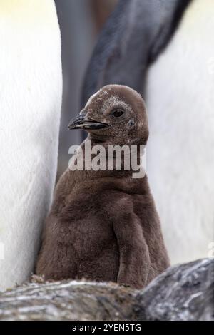 Manchot royal (Aptenodytes patagonicus) adulte et poussin dans une colonie de reproduction et de nidification à Salisbury Plain, Géorgie du Sud. Banque D'Images