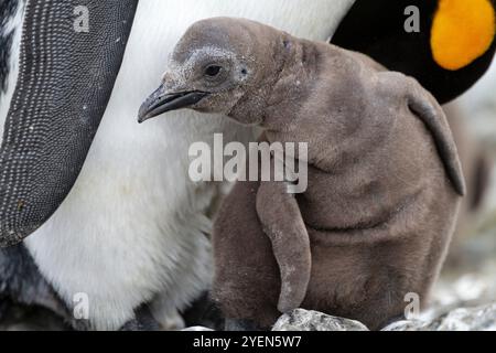 Manchot royal (Aptenodytes patagonicus) adulte et poussin dans une colonie de reproduction et de nidification à Salisbury Plain, Géorgie du Sud. Banque D'Images