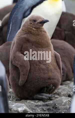 Manchot royal (Aptenodytes patagonicus) adulte et poussin dans une colonie de reproduction et de nidification à Salisbury Plain, Géorgie du Sud. Banque D'Images