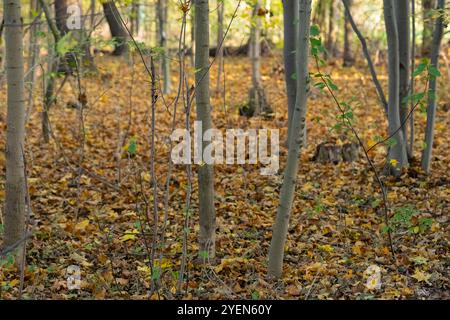 Scène de forêt automnale tranquille avec des troncs d'arbres élancés s'élevant d'un tapis de feuilles dorées tombées par une journée tranquille. Changement saisonnier et beauté naturelle Banque D'Images