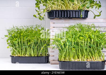 Microgreens frais cultivés, sur le coin de table blanc de la cuisine. Microgreens super-alimentaires sains cultivés à la maison. Microgreen Baby levesspouts dans des plateaux en plastique, Urba Banque D'Images