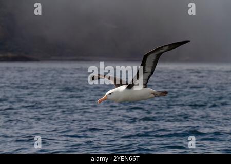 Albatros adultes à sourcils noirs (Thalassarche melanophrys) en vol, Elsehul en Géorgie du Sud, Océan Austral. Banque D'Images