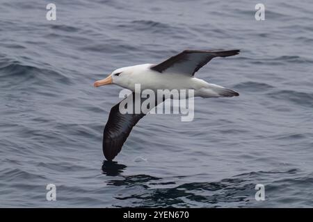 Albatros adultes à sourcils noirs (Thalassarche melanophrys) à Elsehul en Géorgie du Sud, Océan Austral. Banque D'Images