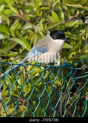 Une pie ibérique, Cyanopica cooki, perchée sur une clôture. Banque D'Images