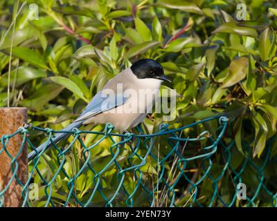 Une pie ibérique, Cyanopica cooki, perchée sur une clôture. Banque D'Images