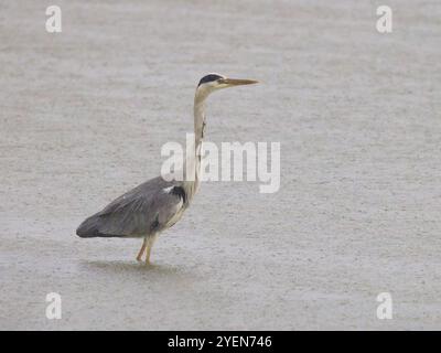 Un héron gris, Ardea cinerea, debout sous la pluie. Banque D'Images