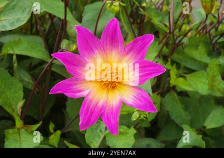 Gros plan de Dahlia Bright Eyes un dahlia unique violet/rose et jaune crémeux qui est une floraison estivale semi-robuste gel tendre pérenne décidue Banque D'Images