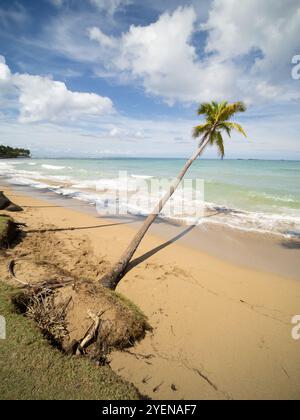 Un palmier solitaire se penche précairement sur une plage tropicale de sable, ses racines exposées. Banque D'Images