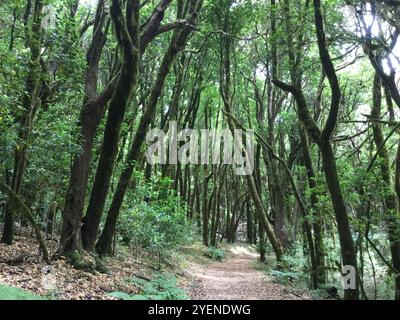 Verdoyant chemin de la forêt verte entouré de grands arbres Banque D'Images