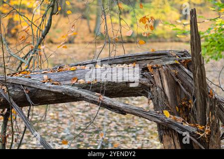 Vue rapprochée d'un tronc d'arbre tombé avec des feuilles d'automne dans une forêt, montrant le processus de décomposition dans un environnement boisé tranquille Banque D'Images