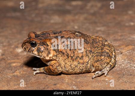 Un crapaud guttural adulte mignon (Amietophrynus gutturalis) dans la nature Banque D'Images