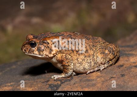Un crapaud guttural adulte mignon (Amietophrynus gutturalis) dans la nature Banque D'Images