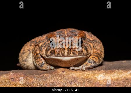 Un crapaud guttural adulte mignon (Amietophrynus gutturalis) dans la nature Banque D'Images