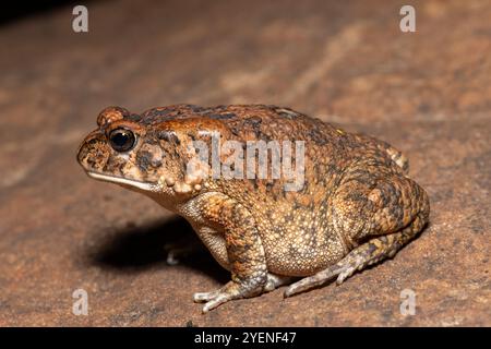 Un crapaud guttural adulte mignon (Amietophrynus gutturalis) dans la nature Banque D'Images