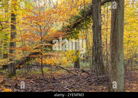 Forêt d'automne sereine avec un feuillage jaune et orange vif, avec le tronc d'un arbre tombé drapé de feuilles colorées Banque D'Images