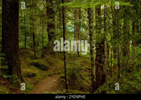 Le sentier étroit mène au lac Green dans le parc national du Mont Rainier Banque D'Images