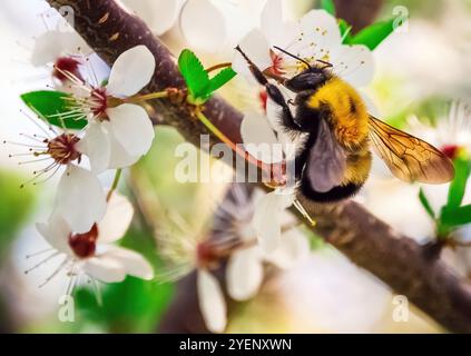 SAW Bumble Bee sur Apple Blossoms. Banque D'Images