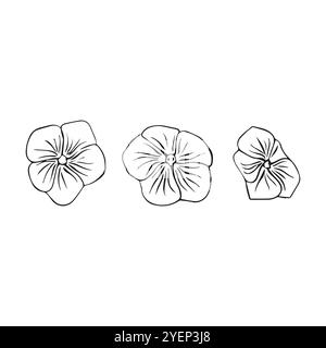 Fleurs de Catharanthus dessinées à la main dans le style croquis. Fleur de pervenche. Illustration vectorielle. Illustration de Vecteur