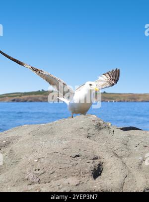 mouette a posé la pierre sur la mer. gros plan. Banque D'Images