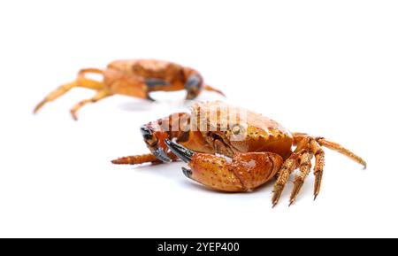 Deux crabes rouges de fruits de mer isolés sur un fond blanc Banque D'Images