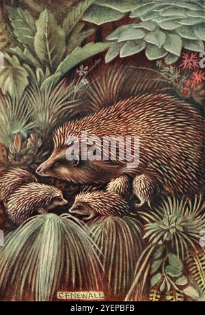 Aquarelle tirée de ' British Land Mammals and their habits ' par Alexander Nicol Simpson, publiée par A. et C, Black en 1911 Banque D'Images