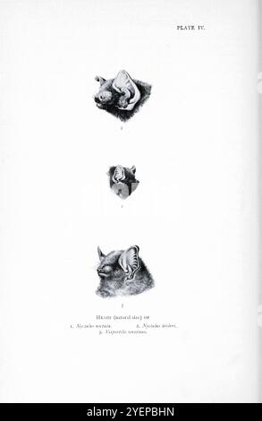 TÊTES (taille naturelle) DE 1. Nyctalus noctula. Nyctalus leisleri, 3. Vespertilio serotinus (ou Eptesicus serotinus) illustré par Edward Adrian Wilson, 1872-1912 tiré du livre ' A history of British Mammals ' V1 - Bats de Gerald Edwin Hamilton Barrett-Hamilton, publié en 1910 par Gurney et Jackson Banque D'Images