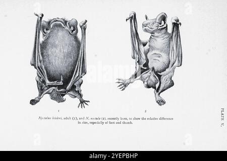 Nyctalus leisleri adulte (à gauche) et Nyctalus récemment né noctule pour montrer la différence relative de taille, en particulier du pied et du pouce illustré par Edward Adrian Wilson, 1872-1912 tiré du livre ' A history of British Mammals ' V1 - chauves-souris de Gerald Edwin Hamilton Barrett-Hamilton, publié en 1910 par Gurney et Jackson Banque D'Images